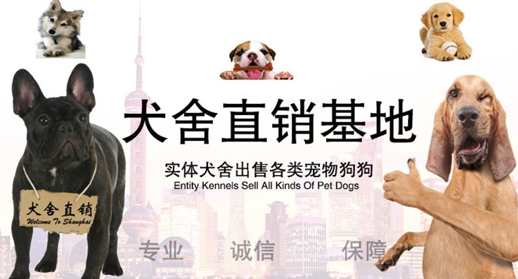 厦门宠物养殖基地直销世界各类名犬 宠物狗 现场挑选 送货到家